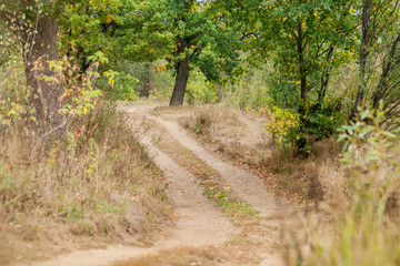 Fototapeta na wymiar Waving countryside road in the oak forest at autumn