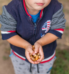 Little kid is holding acorns at his small hands