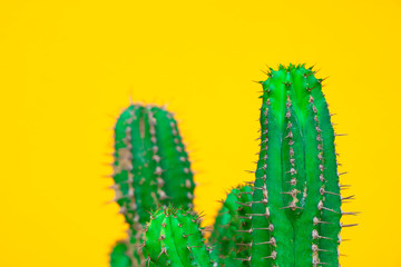 closeup green Cactus on yellow  background . Fashion pattern. Art Gallery Minimal.