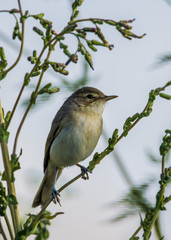 Booted warbler