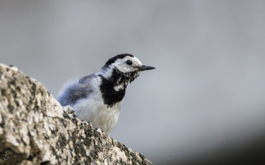 White wagtail