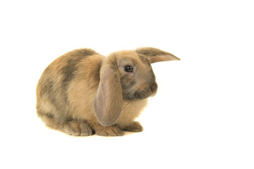 Cute brown young rabbit seen from the side isolated on a white background