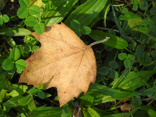 Hoja de otoño en el suelo