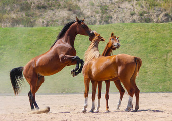 Young stallions of Arabian purebred breed play
