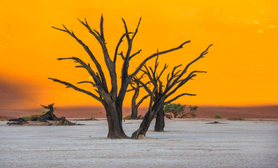 Dead Camelthorn Trees and red dunes in Deadvlei, Sossusvlei, Namib-Naukluft National Park, Namibia