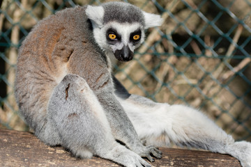 Lemur monkey from madagascar
