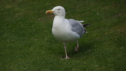 Verletzte Möwe