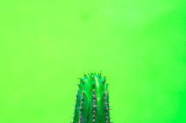 closeup green Cactus on green background . Fashion pattern. Art Gallery Minimal.
