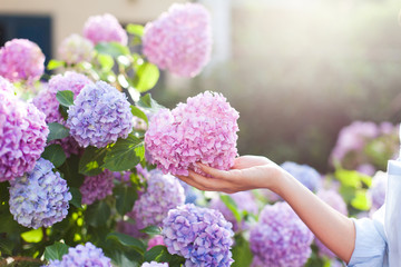 Tuinieren in struiken van hortensia. De hand van het meisje raakt een bos aan in de landelijke tuin. Bloemen zijn roze, blauw en bloeien in de stadsstraat bij zonsondergang of zonsopgang. Vrouw is tuinman en bloemist.