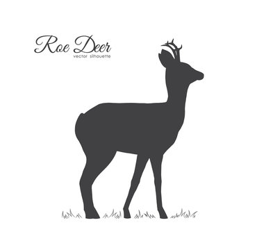 Vector illustration: Black silhouette of Roe Deer isolated on white background.