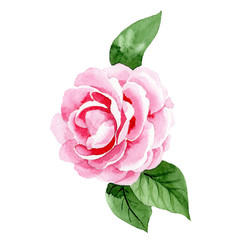 Naklejka premium Watercolor pink camellia flower. Floral botanical flower. Isolated illustration element. Aquarelle wildflower for background, texture, wrapper pattern, frame or border.