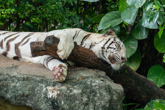 Sleeping white Bengal tiger