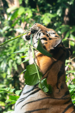 Bengal tiger in the cage bitting plants