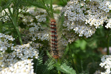 caterpillar Gypsy moth on the flowers of yarrow 
