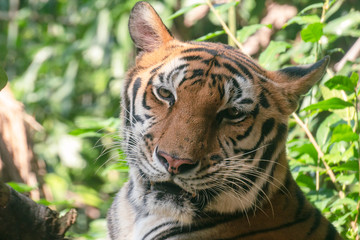 Head shot of Bengal Tiger