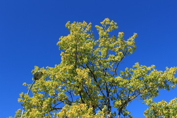 Фонарь и дерево в сентябре
