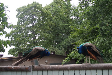 Two pheasants sit on a fence