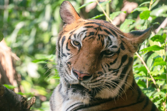Head shot of Bengal Tiger