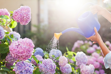 Gardening. Girl is working in garden of bushes hydrangea. Woman gardener waters flowers with...