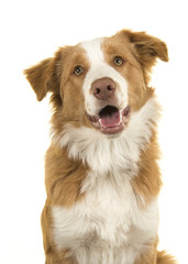 Portrait of a EE-red border collie dog on a white background - obrazy, fototapety, plakaty