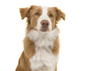 Portrait of a EE-red border collie dog glancing away on a white background with mouth closed