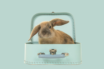 Cute young brown rabbit sitting in a turquoise blue suitcase on a blue background