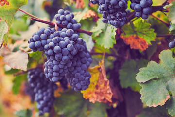 Fototapeta premium Blue grapes on grapevine in autumn. Vineyard before harvest