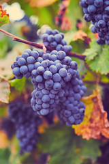 Blue grapes on grapevine in autumn. Vineyard before harvest