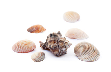 Exotic sea shells isolated on white background