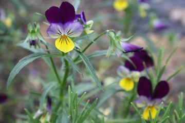 pansy viola (2)