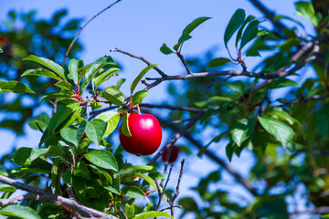 A plum on a tree in a sunny day