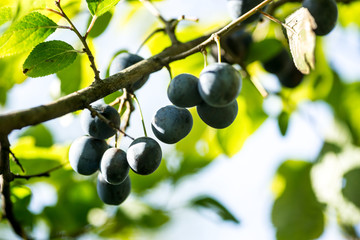 blue blackthorn fruits on branches in garden