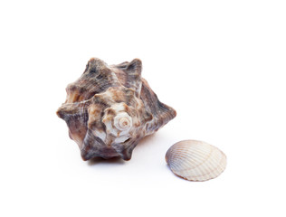 Exotic sea shells isolated on white background