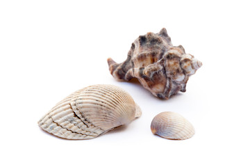 Exotic sea shells isolated on white background