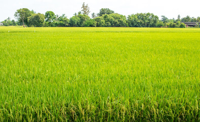 Obraz na płótnie Canvas Rice fields,Thailand.
