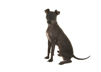 American Hairless Terrier sitting and looking at the camera isolated on a white background