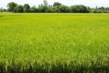 Obraz premium Rice fields,Thailand.
