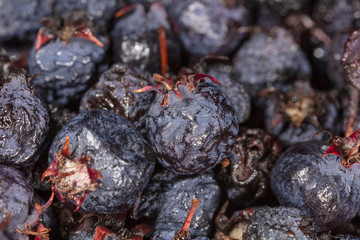 Amelancher ripe berries as a background