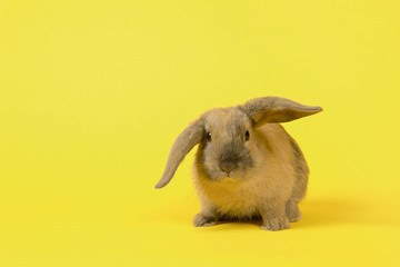 Cute rabbit seen from the front on a yellow background with copy space