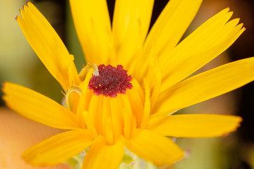 Yellow flower on nature as background.