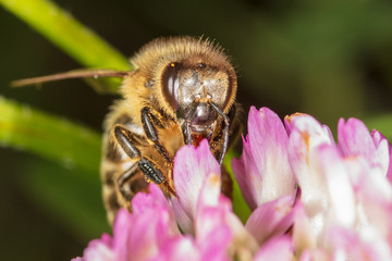 A bee collects honey on a flower