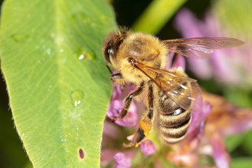 A bee collects honey on a flower