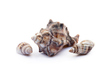 Exotic sea shells isolated on white background