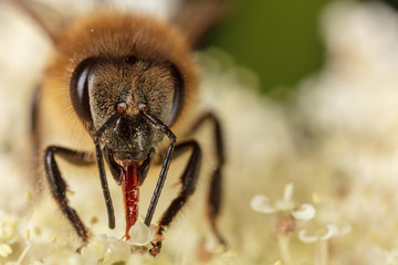 A bee collects honey on a flower