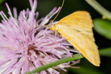 Portrait of a butterfly on a flower