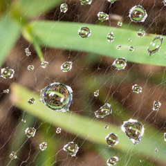 Drops of water on a cobweb