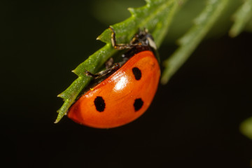 Ladybug on a plant in nature