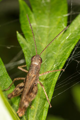 Portrait of a grasshopper on a green plant