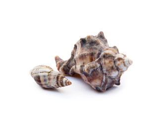 Exotic sea shells isolated on white background