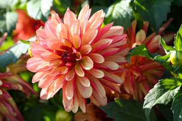 variety  of chrysanthemum crazy legs dahlia , one flower in close-up, one large orange-red-pink flower surrounded by green foliage and similar plants, a sunny autumn day, a bright view,